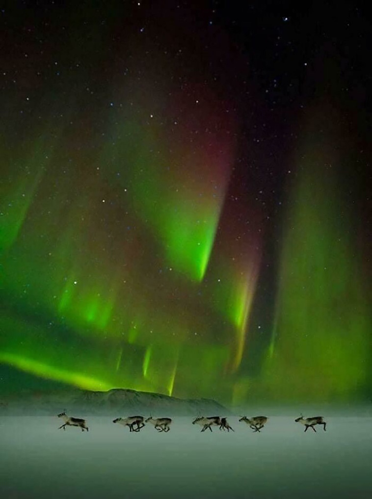 Những chú tuần lộc dưới bầu trời Bắc cực quang.