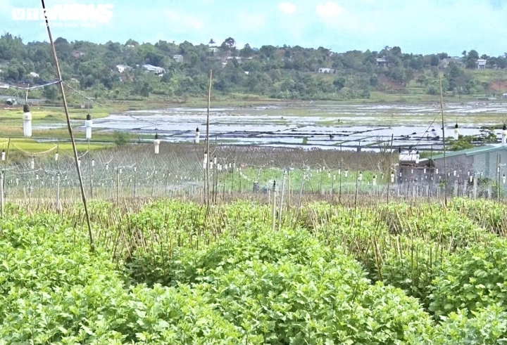 nong dan thu phu hoa cuc o pleiku thap thom cho vu tet hinh anh 12