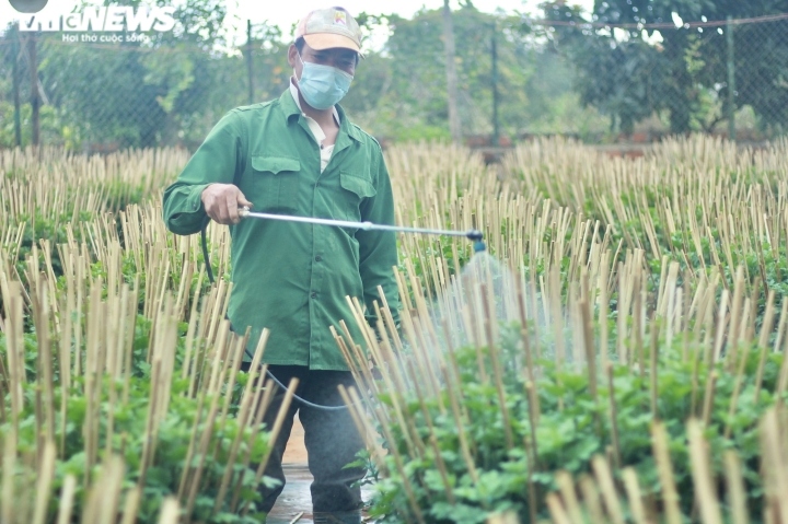 nong dan thu phu hoa cuc o pleiku thap thom cho vu tet hinh anh 4