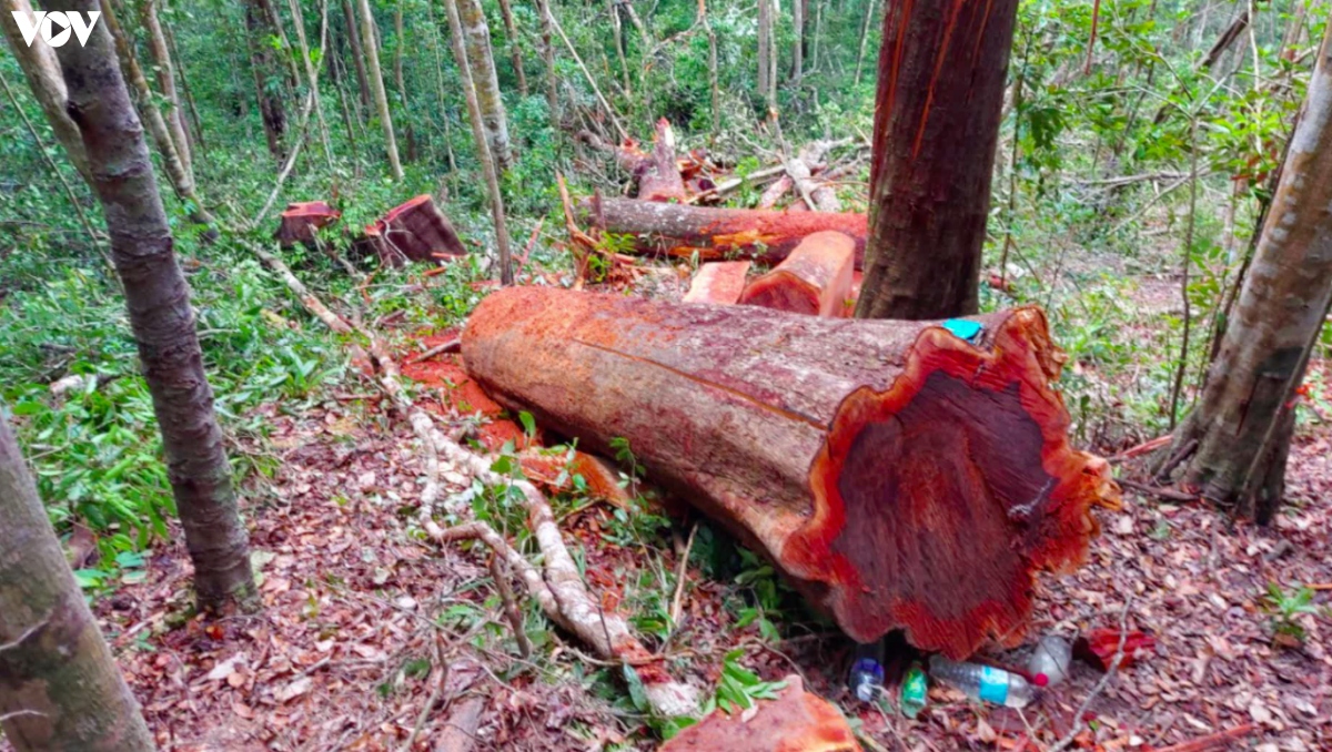 loi khai cua 4 doi tuong pha rung quy mo lon o gia lai hinh anh 1