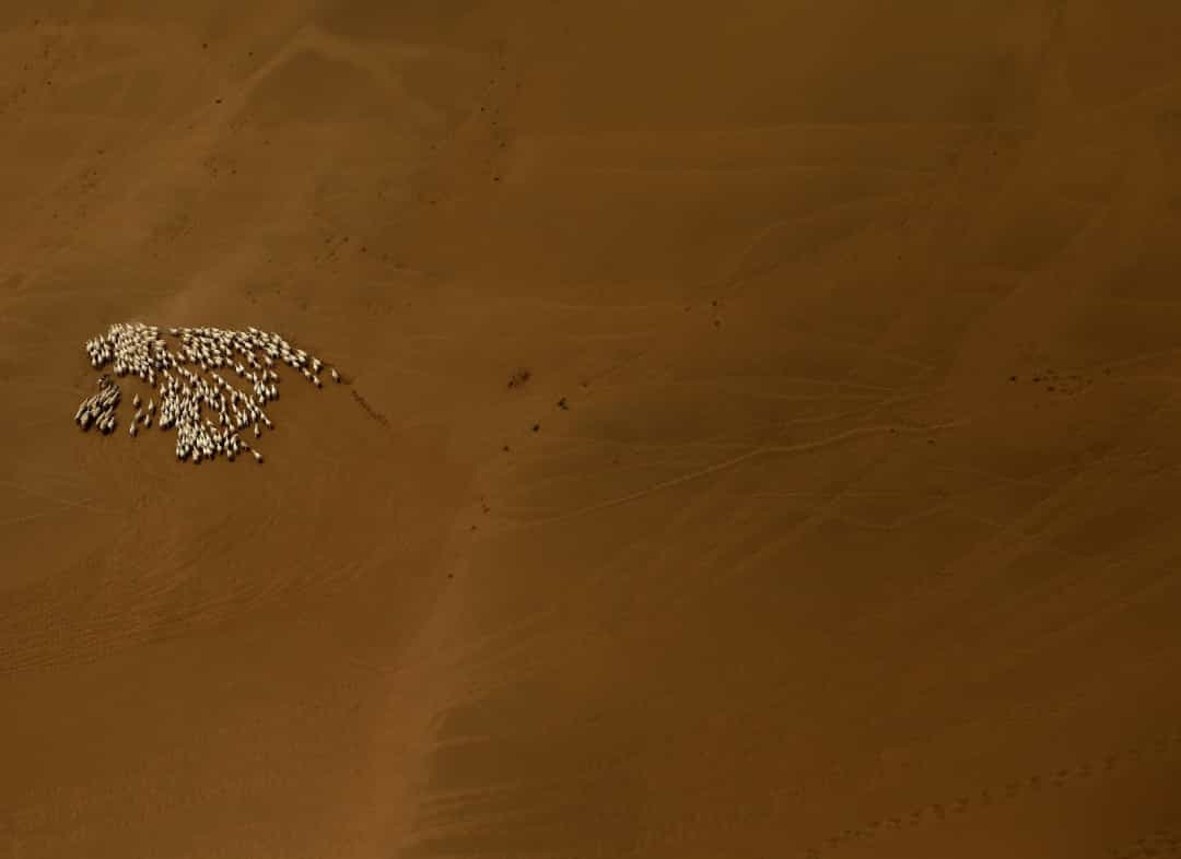 Hình ảnh từ trên cao cho thấy một đàn cừu ở Sa mạc Gobi của vùng Nội Mông.
