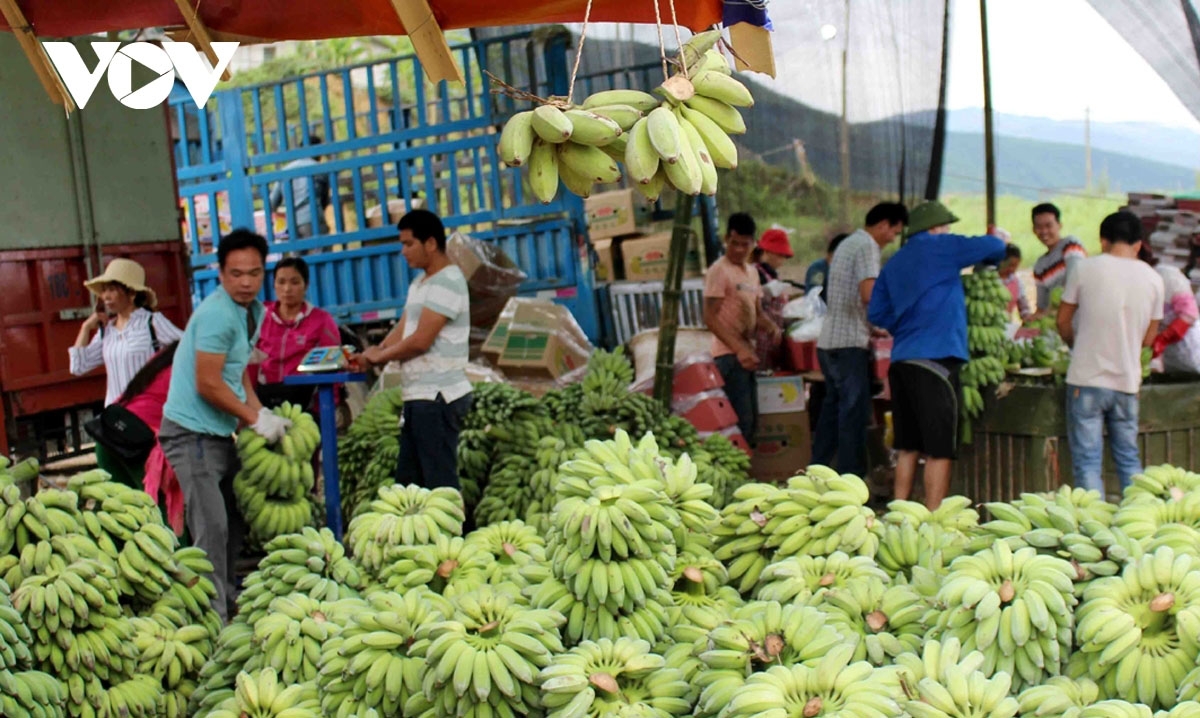 Japan increases banana imports from Vietnamese market