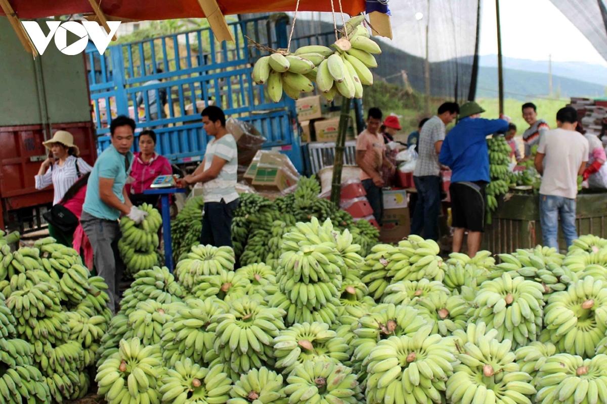 japan increases banana imports from vietnamese market picture 1