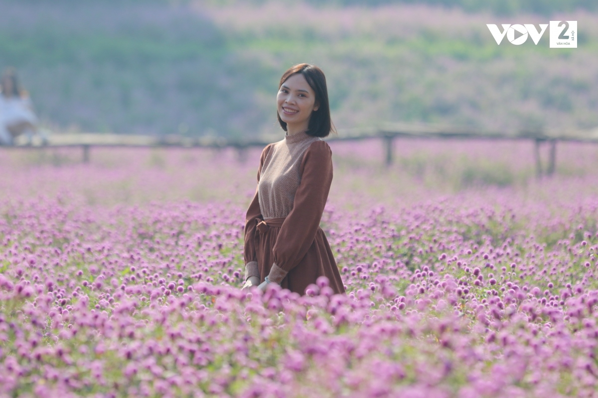 Mãn nhãn với vườn hoa bách nhật tại Hà Nội | VOV.VN