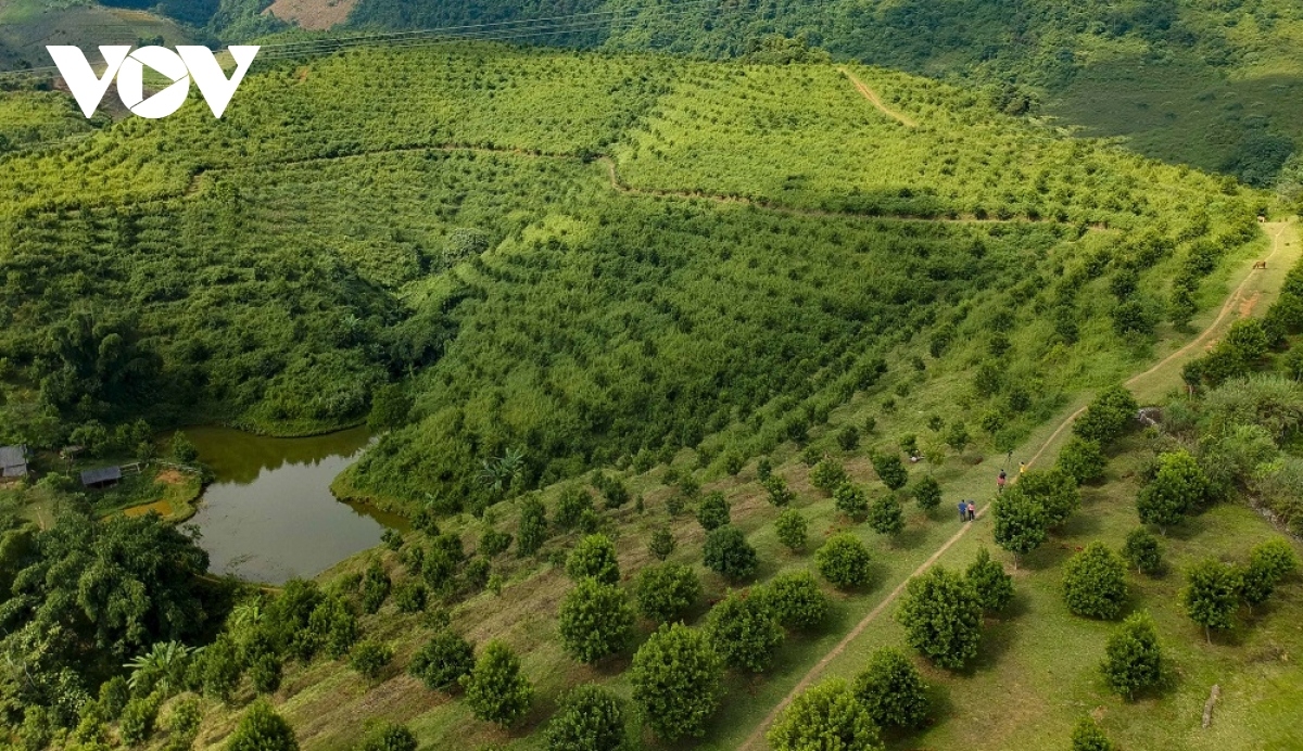 Nông dân Điện Biên kỳ vọng "đổi đời" nhờ cây mắc ca