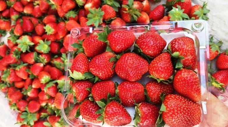 malaysian and singaporean consumers to taste vietnamese strawberries picture 1