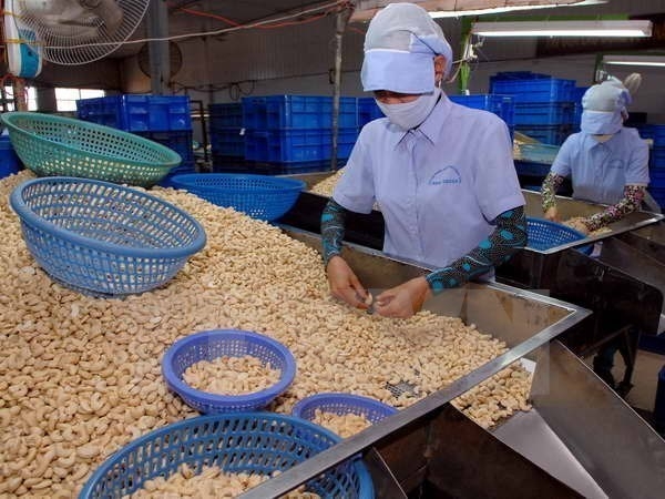 german market projected to bode well for vietnamese cashew exports in 2022 picture 1