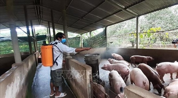 ifc supports vietnam in african swine fever prevention picture 1