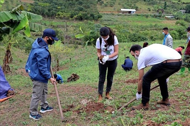 israeli embassy presents over 22,000 plants to hoa binh farmers picture 1