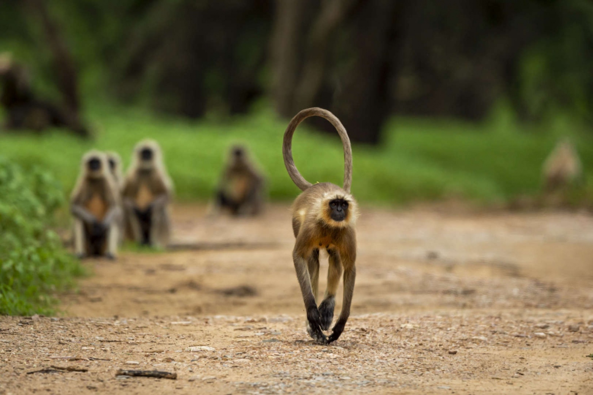 Hai con khỉ bị nghi ngờ giết hàng trăm chú chó để trả thù cho khỉ ...