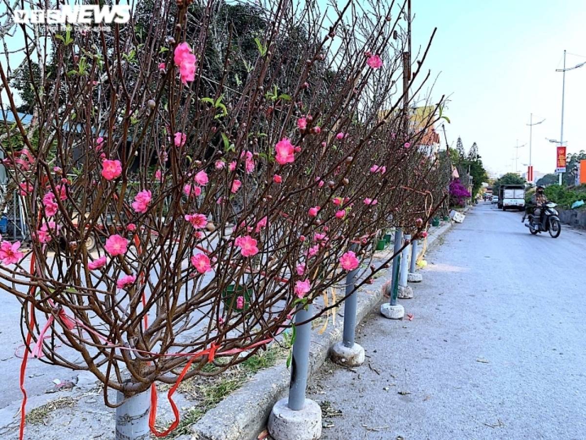 peach blossoms signal first sign of tet in hanoi picture 1