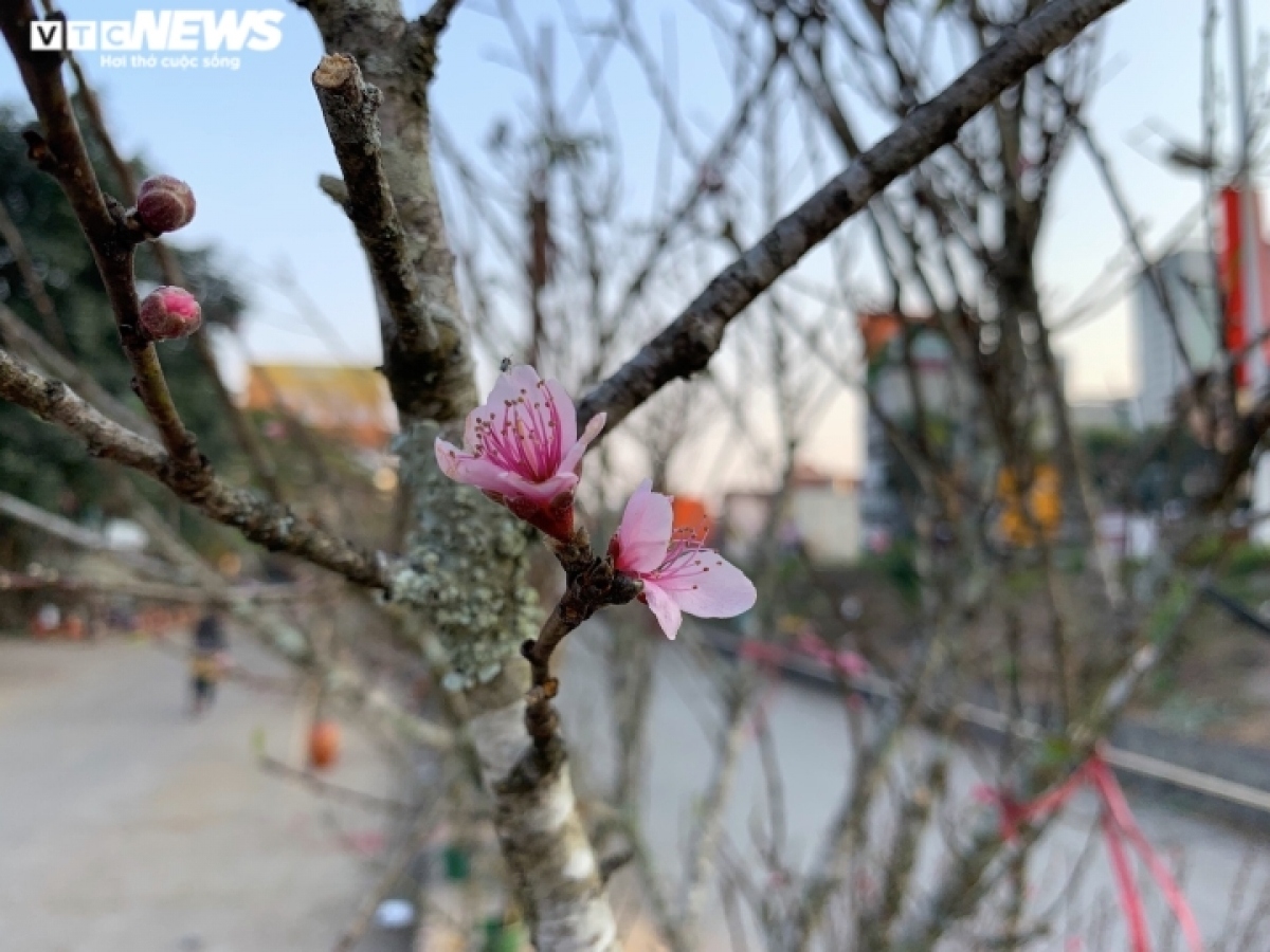 peach blossoms signal first sign of tet in hanoi picture 9