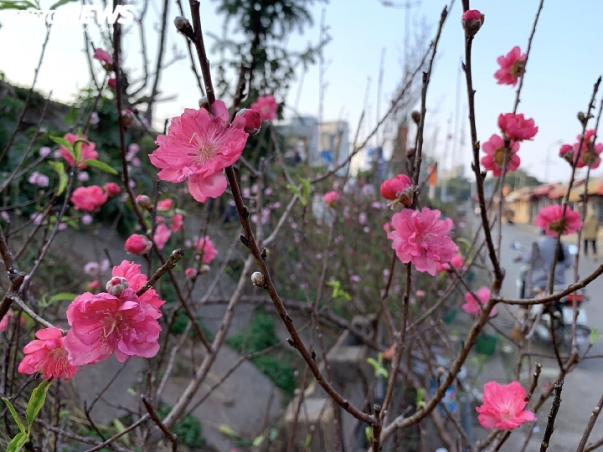peach blossoms signal first sign of tet in hanoi picture 6