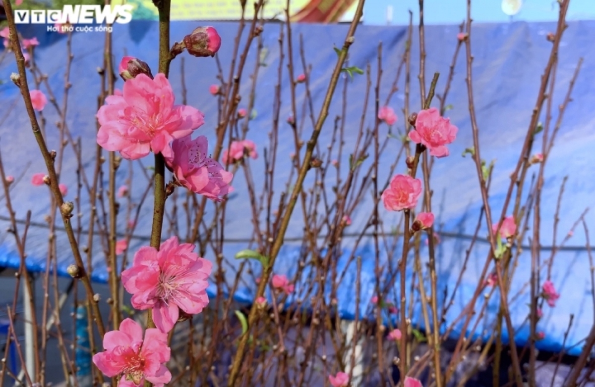peach blossoms signal first sign of tet in hanoi picture 7