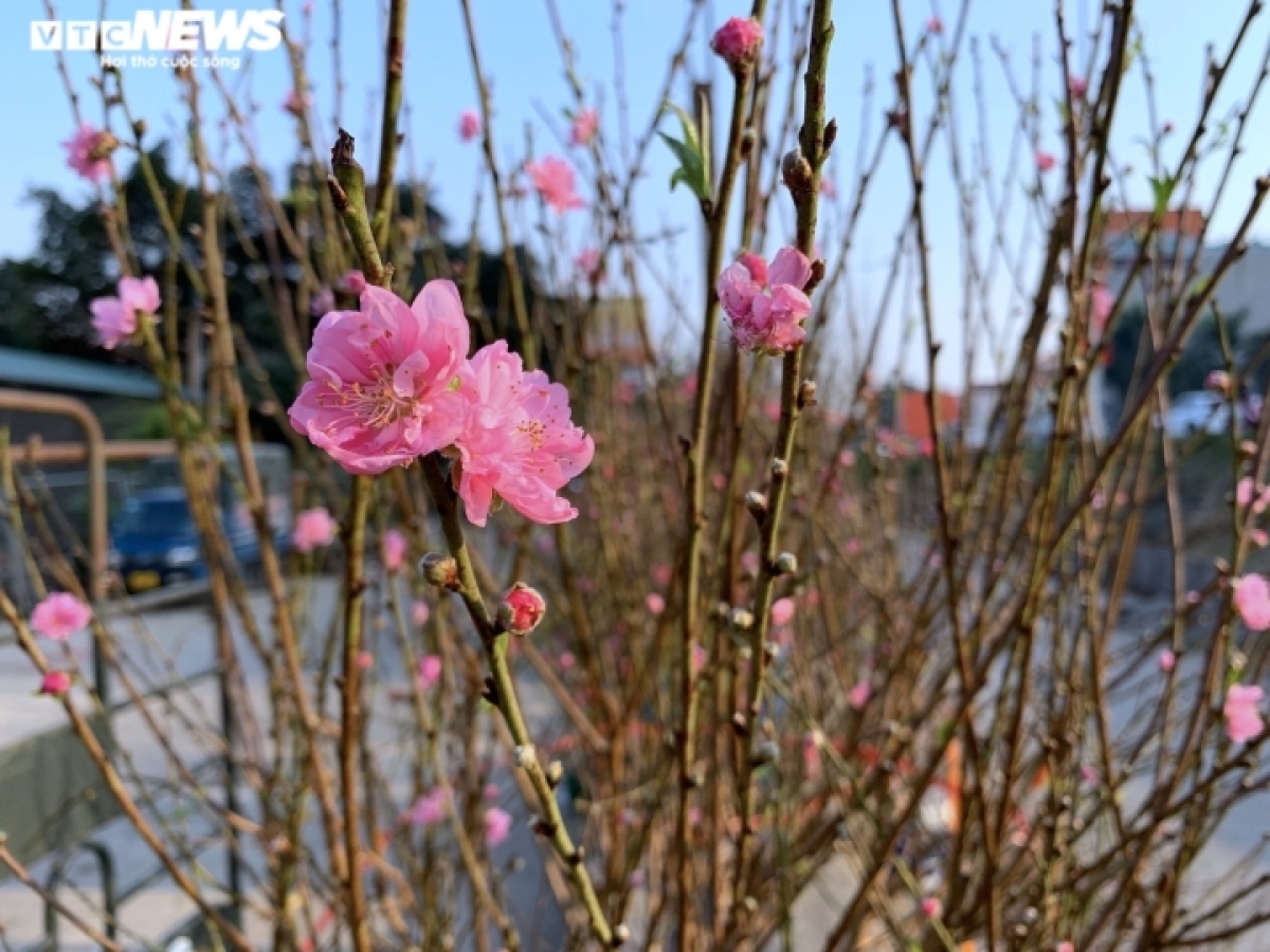 peach blossoms signal first sign of tet in hanoi picture 2