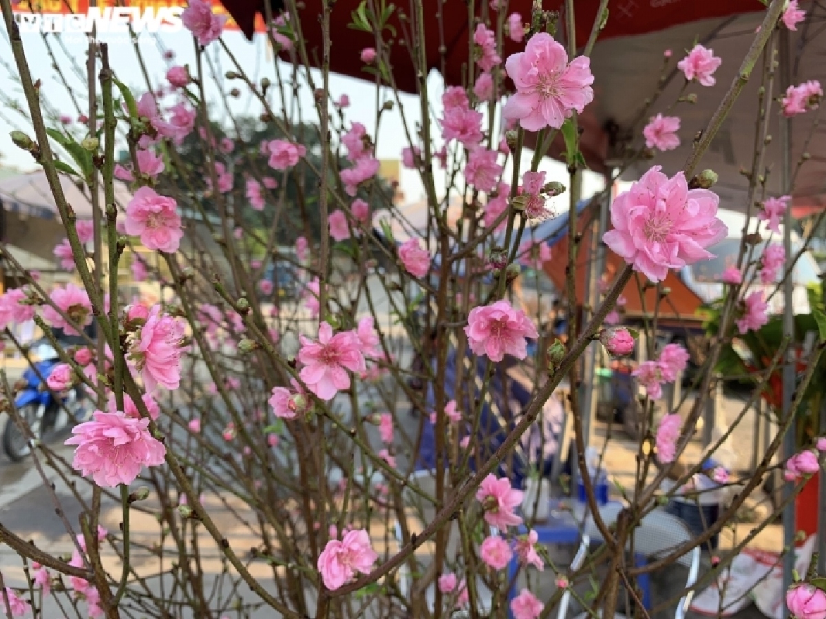 peach blossoms signal first sign of tet in hanoi picture 3