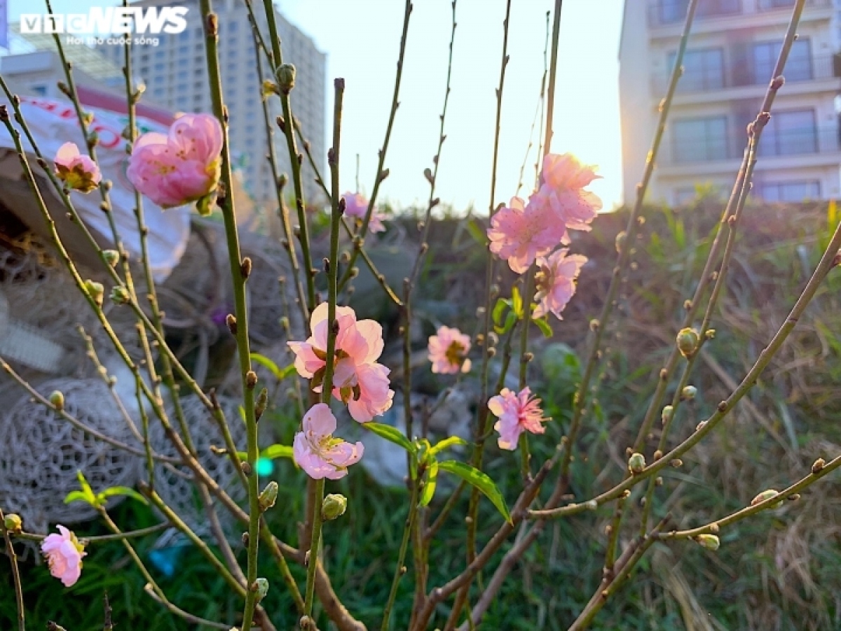 peach blossoms signal first sign of tet in hanoi picture 4