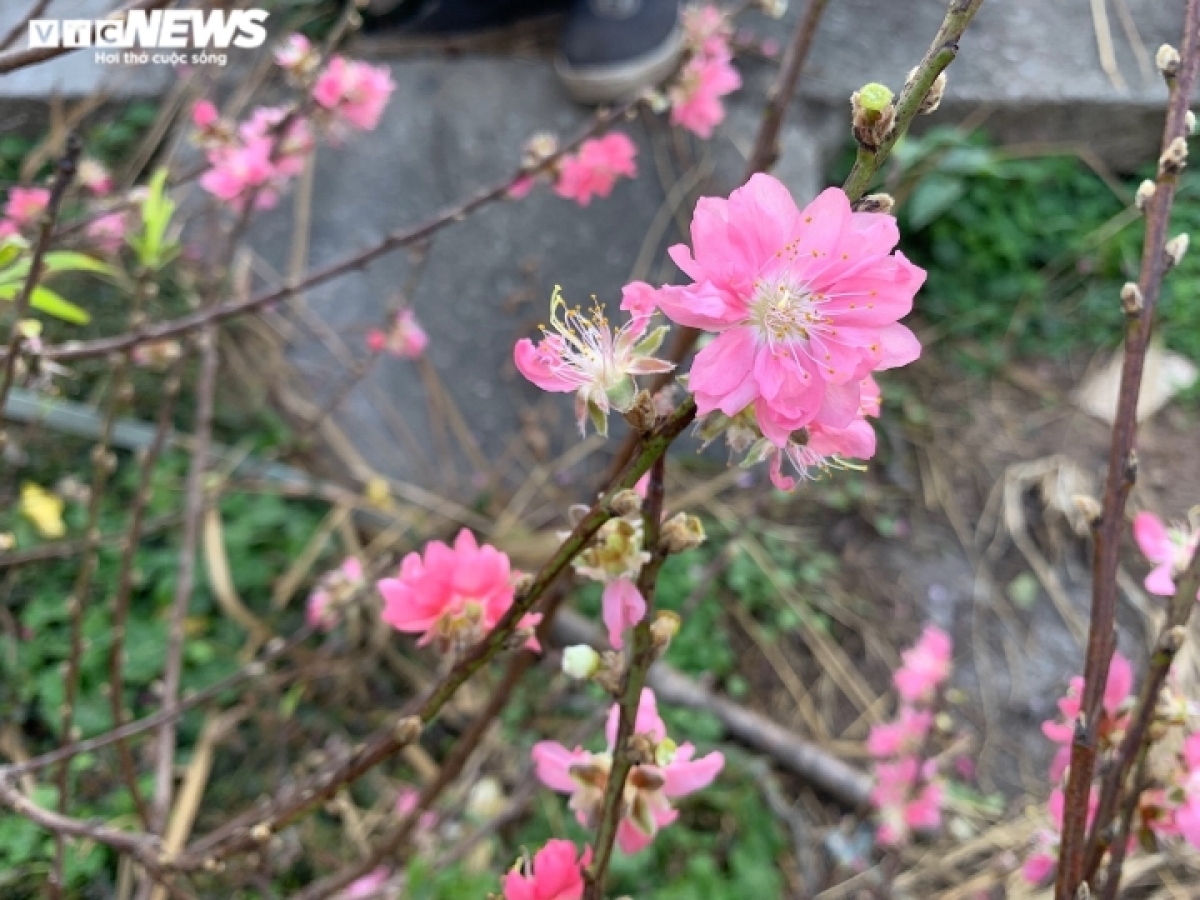 peach blossoms signal first sign of tet in hanoi picture 5