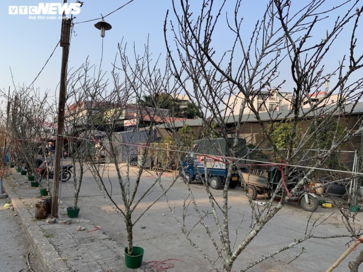 peach blossoms signal first sign of tet in hanoi picture 8