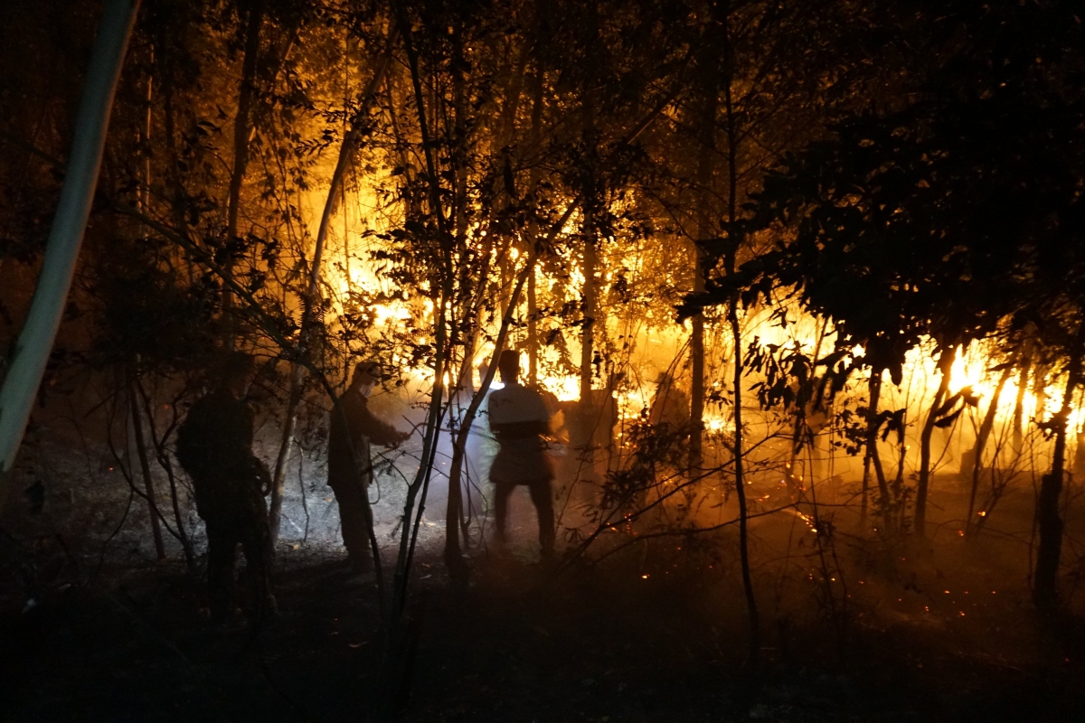Quảng Ninh: 21 vụ cháy rừng làm ảnh hưởng 113 ha rừng trồng