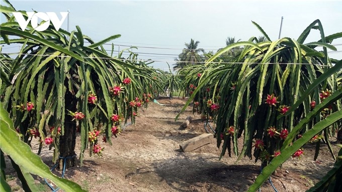 Tháo gỡ khó khăn tiêu thụ trái thanh long