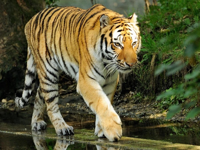 Cận cảnh vẻ đẹp của những loài hổ siêu quý hiếm trong tự nhiên ...