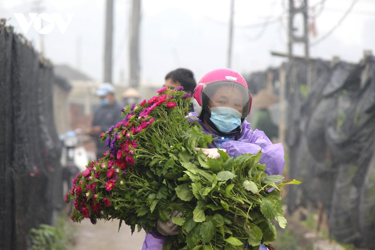 tay tuu flower village in hanoi busy preparing for tet picture 14