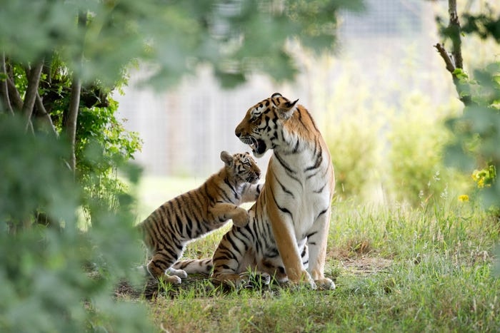 Cận cảnh vẻ đẹp của những loài hổ siêu quý hiếm trong tự nhiên ...