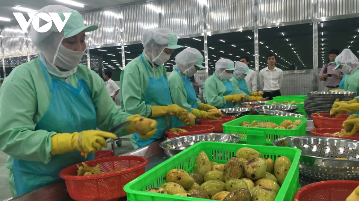 china increases imports of processed fruit and vegetables from vietnam picture 1 china increases imports of processed fruit and vegetables from vietnam picture 1