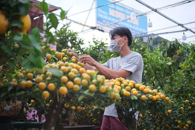 Dù còn gần 1 tháng nữa mới đến Tết Nhâm Dần, cửa hàng cây kiểng của anh Nguyễn Toàn Tấn đã tung ra thị trường nhiều loại cây kiểng độc đáo để phục vụ khách hàng mua sớm.