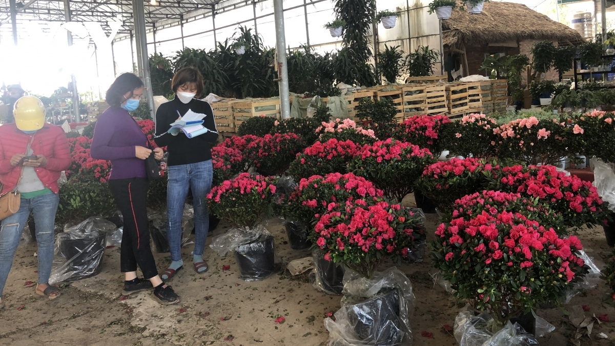xuan quan flower village busy preparing for tet holiday picture 4