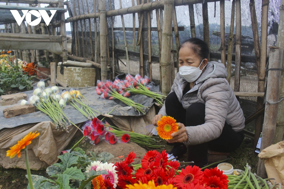tay tuu flower village in hanoi busy preparing for tet picture 2