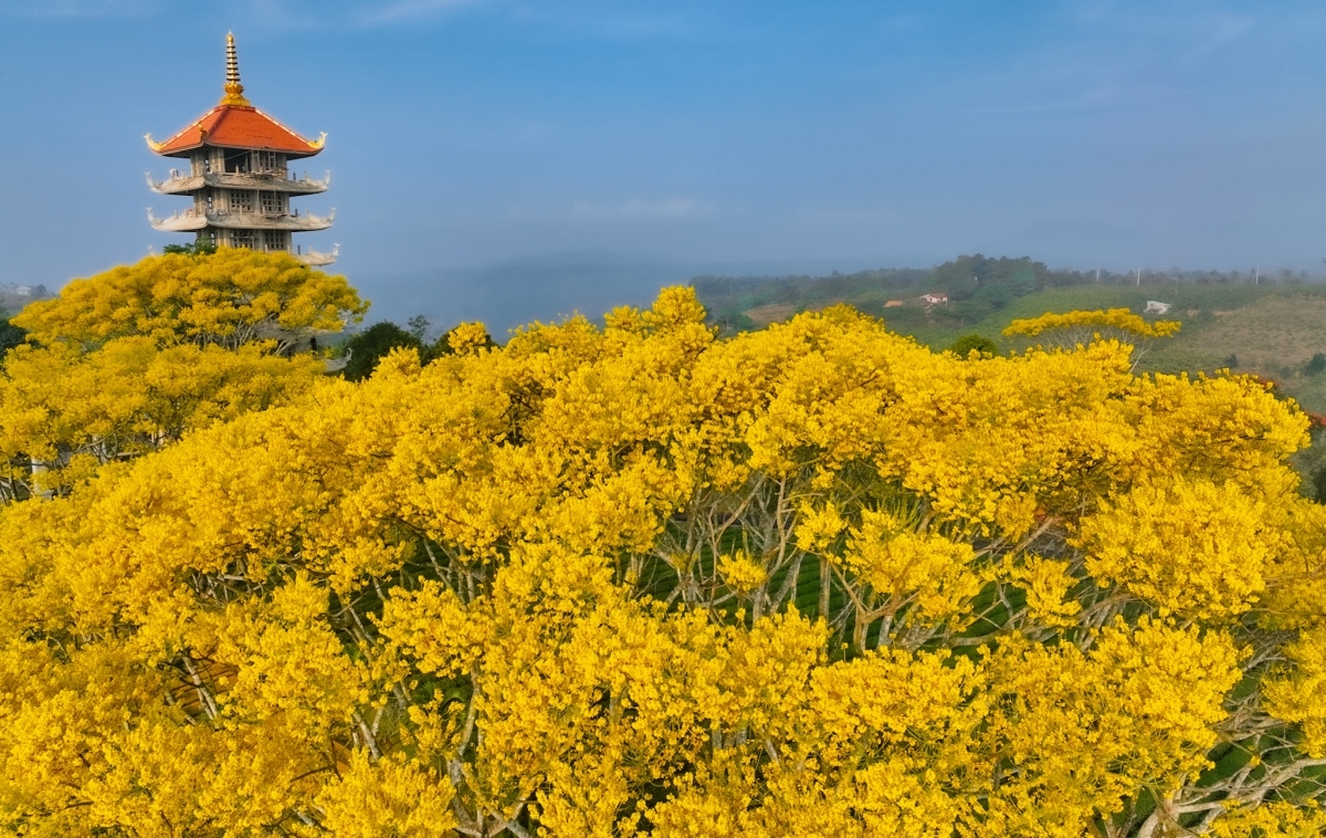 admire beautiful senna splendida flowers of bat nha monastery picture 2