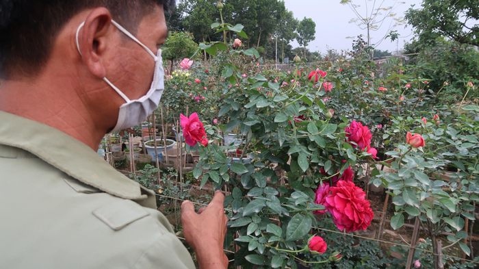 me linh flower village of hanoi busy with tet preparations picture 2