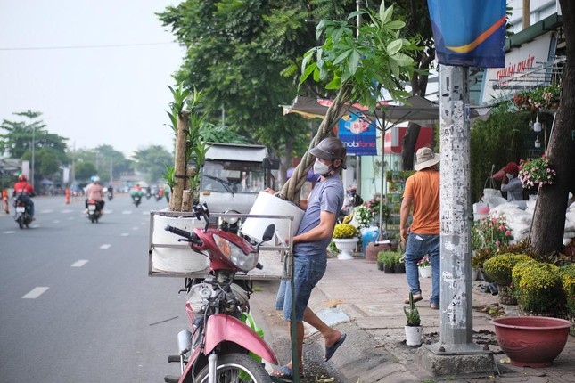 Theo ghi nhận của PV Tiền Phong, nhiều cửa hàng đang nhập dần cây kiểng, hoa tết để phục vụ nhu cầu cho khách hàng mua sớm.