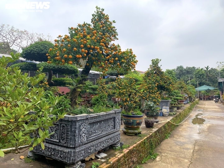 hang doc la choi tet nham dan quat than sieu to, gia tram trieu dong hinh anh 4