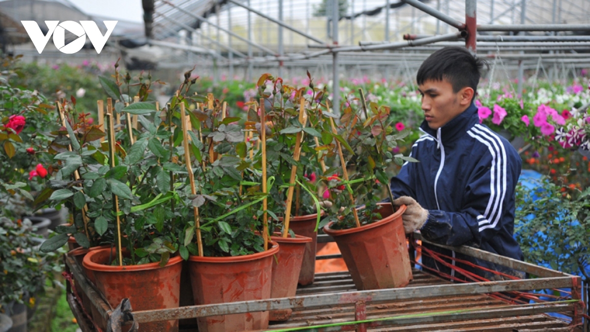 xuan quan flower village busy preparing for tet holiday picture 3