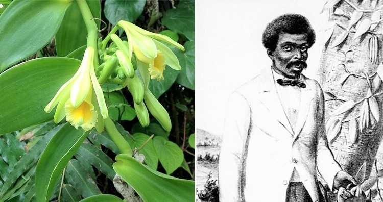 4. Kỹ thuật thụ phấn cho hoa lan vani - phát minh của cậu bé nô lệ Edmond Albius, 12 tuổi. Được phát minh vào năm 1841, kỹ thuật Albius 'bao gồm việc sử dụng một cây gậy hoặc một ngọn cỏ để nâng bao phấn, một nắp ngăn cách bao phấn đực và đầu nhụy cái của phong lan vani, sau đó chà xát thủ công phấn hoa dính trên đầu nhụy. Nếu không có kỹ thuật của Albius, vani vốn rất quý hiếm, đắt đỏ sẽ không được phổ biến rộng rãi và cũng không dễ trồng được như bây giờ. Gần như tất cả vani đều được thụ phấn thủ công bằng kỹ thuật này.