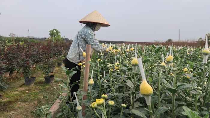 me linh flower village of hanoi busy with tet preparations picture 5