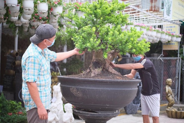 Những ngày này, nhiều cửa hàng tất bật cắt tỉa, thay chậu cho các chậu bonsai để kịp cung ứng ra thị trường dịp Tết.