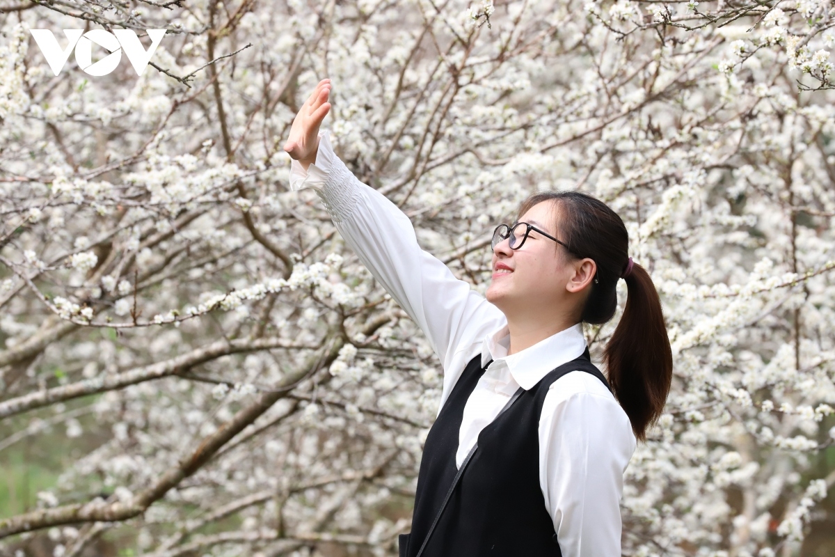 plum blossoms signal early spring in son la picture 5