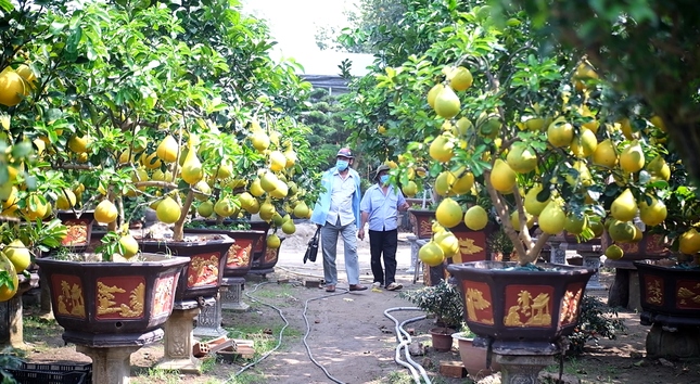 Anh Cao Quang Hà, đại diện nhà vườn tại TP.Thủ Đức cho biết, số lượng bưởi Diễn nhập về năm nay là 200 cây kích thước nhỏ, 75 cây kích thước lớn, giảm khoảng 50% so với mọi năm.