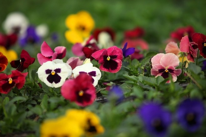 xuan quan flower village busy preparing for tet holiday picture 6