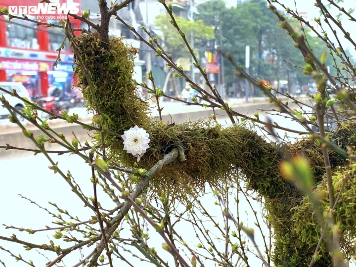 nhat chi mai gia gan nua ty dong ban tren via he ha noi hinh anh 7