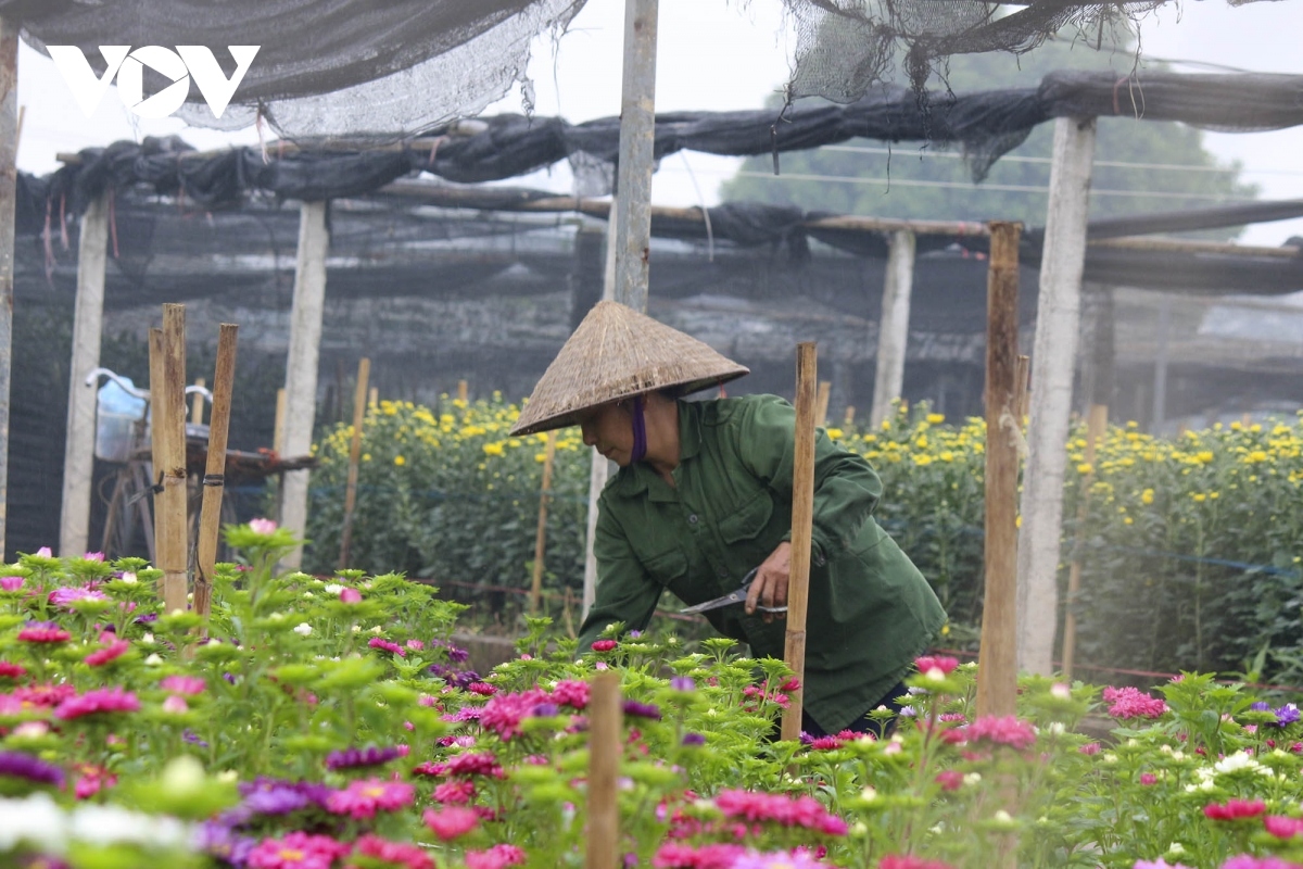 tay tuu flower village in hanoi busy preparing for tet picture 7