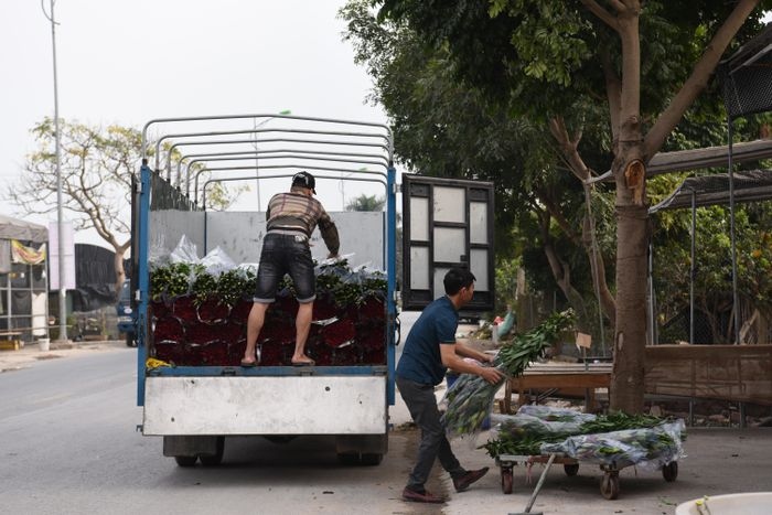 me linh flower village of hanoi busy with tet preparations picture 8