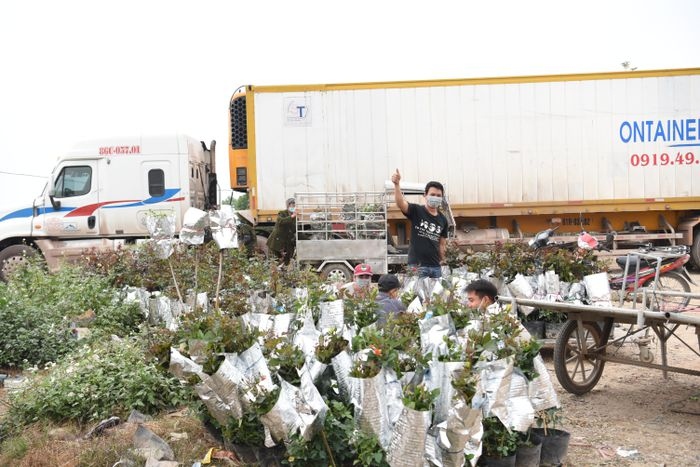 me linh flower village of hanoi busy with tet preparations picture 9