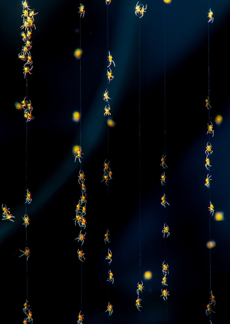 Những chú nhện đang nối đuôi nhau nhả tơ dệt lưới trong bức ảnh độc đáo của Csaba Daróczi.