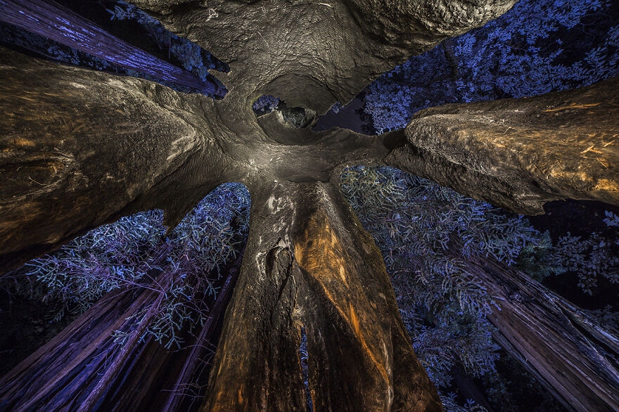 Hình ảnh bên trong một cây Sequoia (loài cây lớn nhất thế giới). Ông Uge Fuertes - tác giả của bức ảnh cho biết: 'Bức ảnh này được chụp ở Vườn Quốc gia Big Basin Redwoods tại California. Công viên này là công viên lâu đời nhất của California và được bảo vệ từ năm 1902. Những cái cây ở đây cao tới 100 mét và có tuổi thọ lên tới 2000 năm'./.