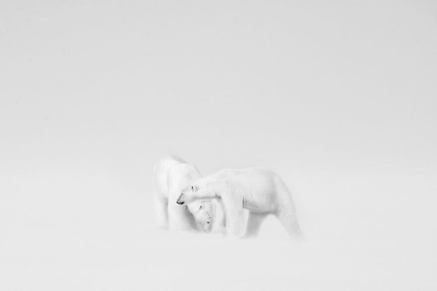 Bức ảnh 'Đám cưới trắng' của Roie Galitz. Nhiếp ảnh gia này chia sẻ: 'Những chú gấu Bắc cực đang âu yếm nhau trong một ngày tuyết rơi trắng xóa ở Svalbard. Gió tuyết thổi mạnh tới nỗi tôi gần như không thể giữ chắc chiếc máy ảnh của mình. Những chú gấu Bắc cực trắng được bao phủ bởi màu trắng hoàn hảo khiến tôi chợt nghĩ đến bài hát 'White Wedding” của Billy Idol”.